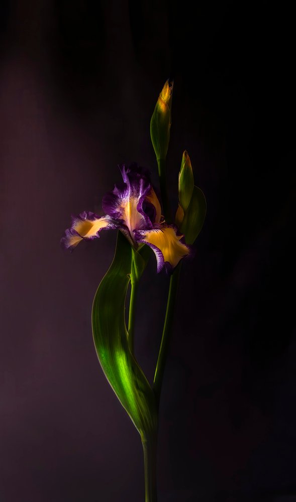 Flor de iris de colores vivos de Judy Tseng