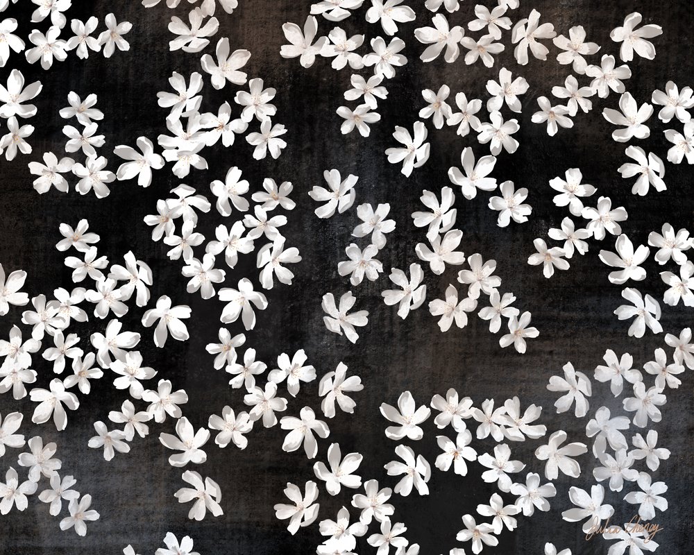 Delicados pétalos blancos de Julia Cheney