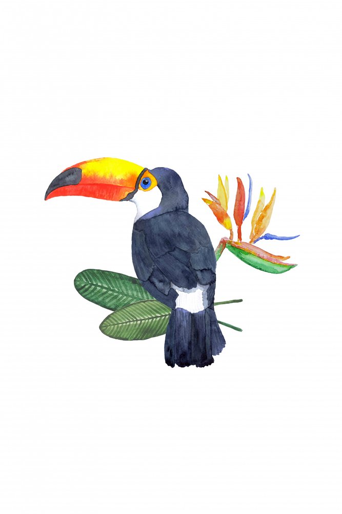 Tucán tropical y flor de Karen Menzenbach