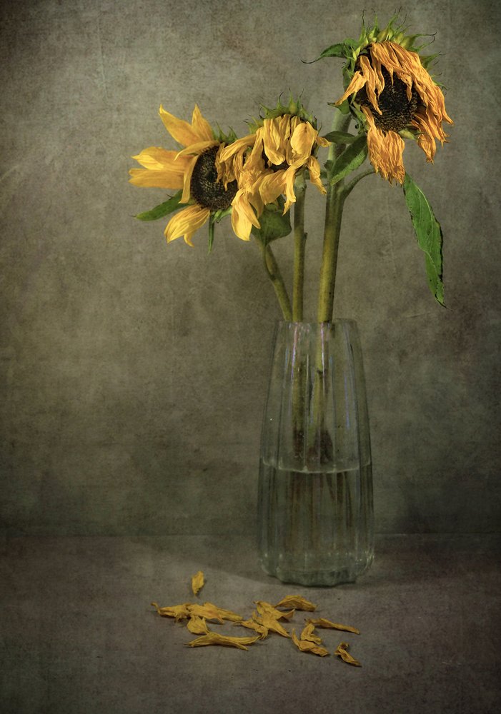 Florece el girasol melancólico de Karen Smalley