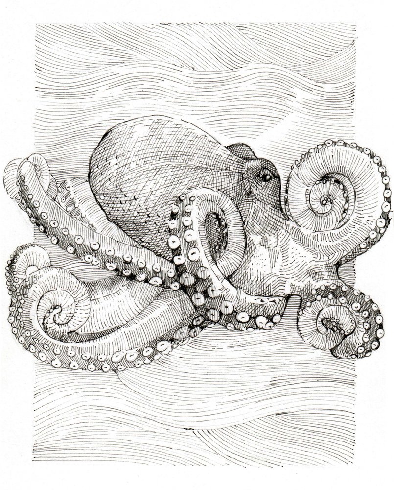 Dibujo lineal de pulpo en blanco y negro de Katie O'Shea