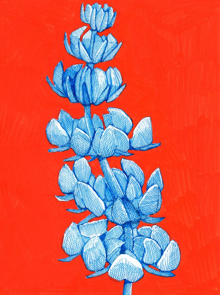 Flor azul intensa de Katie O'Shea