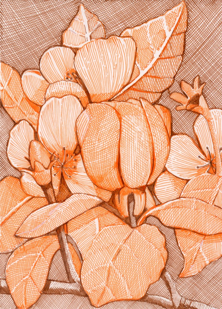 Flores naranjas rayadas de Katie O'Shea
