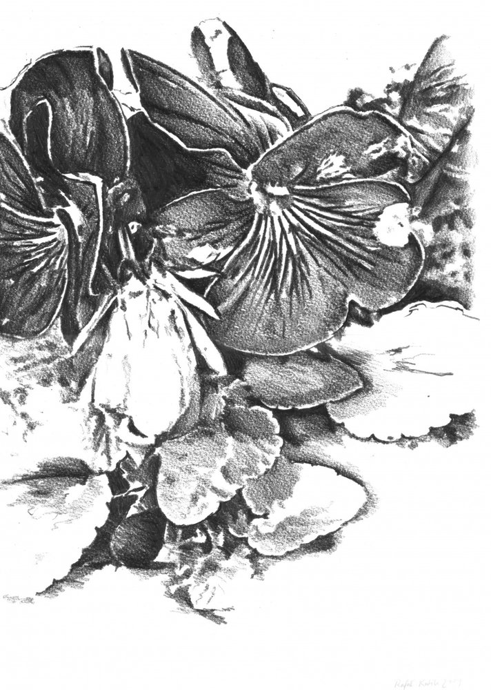  de Kulik