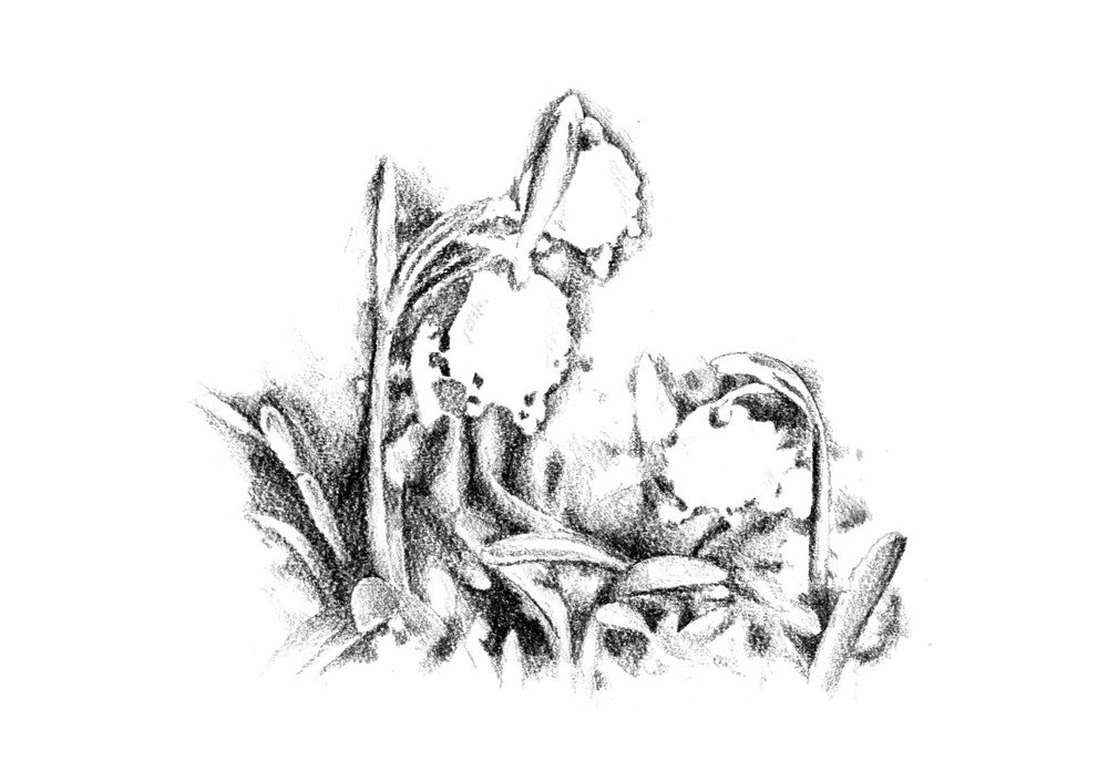  de Kulik