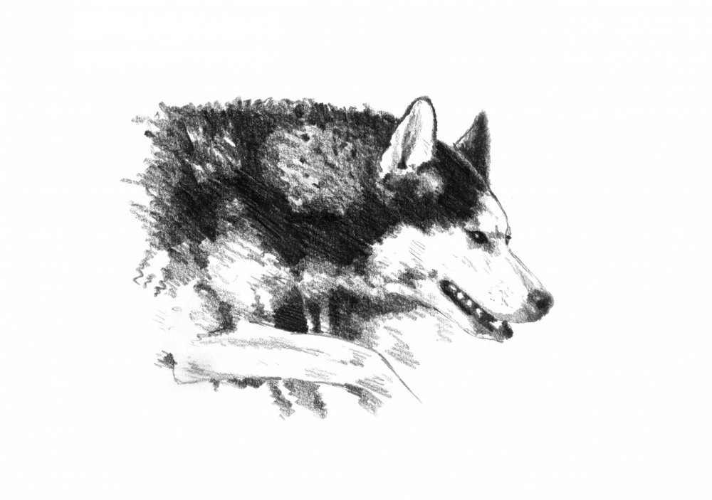  de Kulik