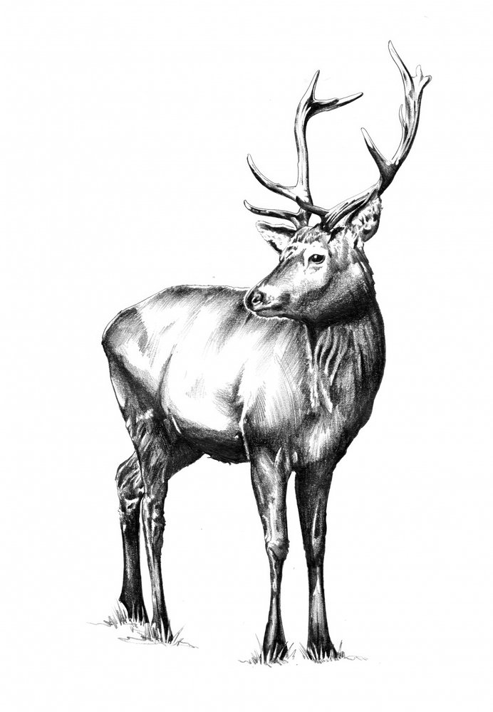  de Kulik