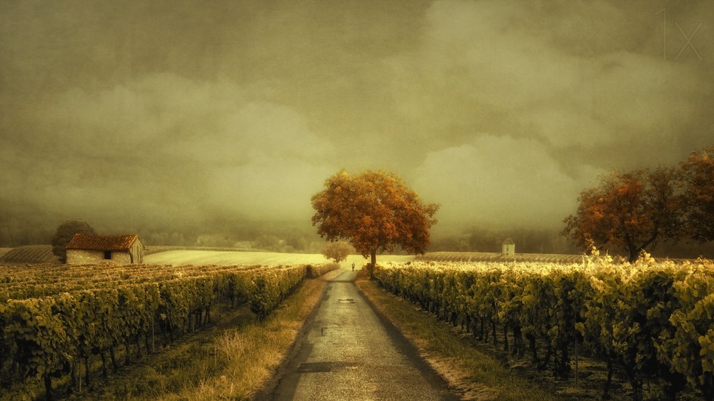 Carretera de los viñedos en otoño de Lars van de Goor †