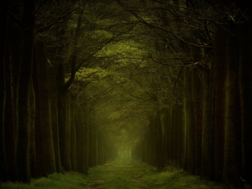 El sendero del bosque oscuro de Lars van de Goor †
