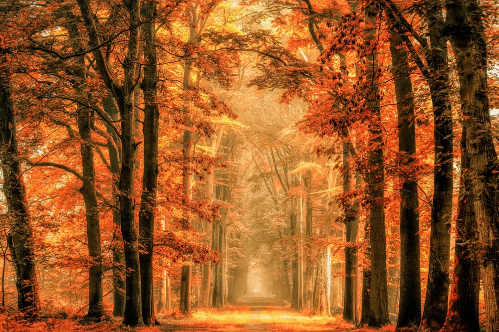  de Lars van de Goor †