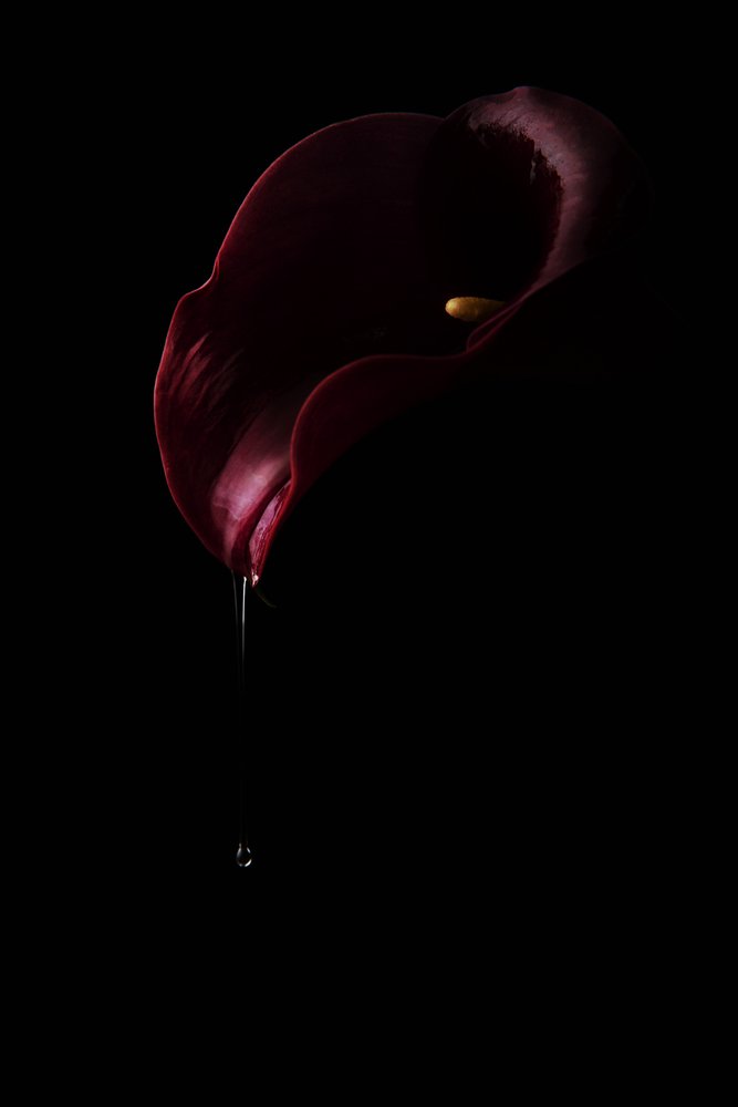 Calla Drop rojo intenso de Laura Benvenuti