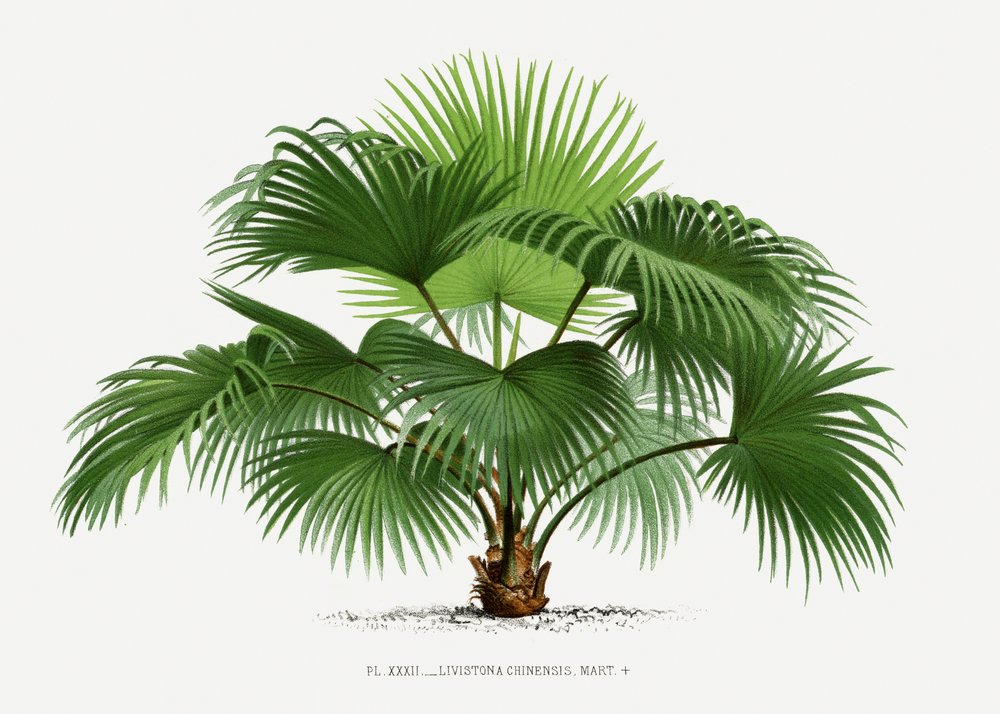  de Les Palmiers Histoire Iconographique
