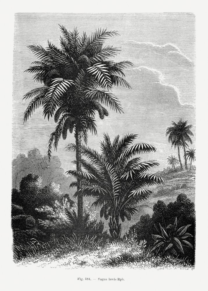  de Les Palmiers Histoire Iconographique