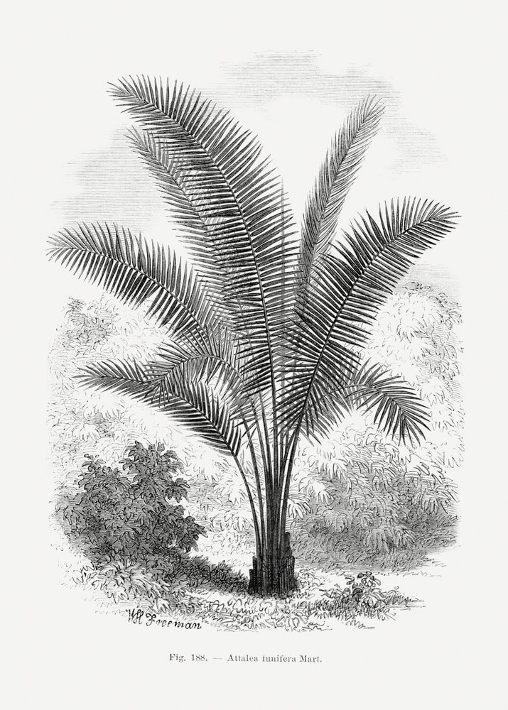  de Les Palmiers Histoire Iconographique