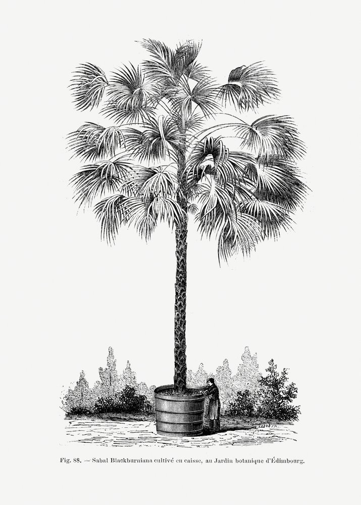  de Les Palmiers Histoire Iconographique