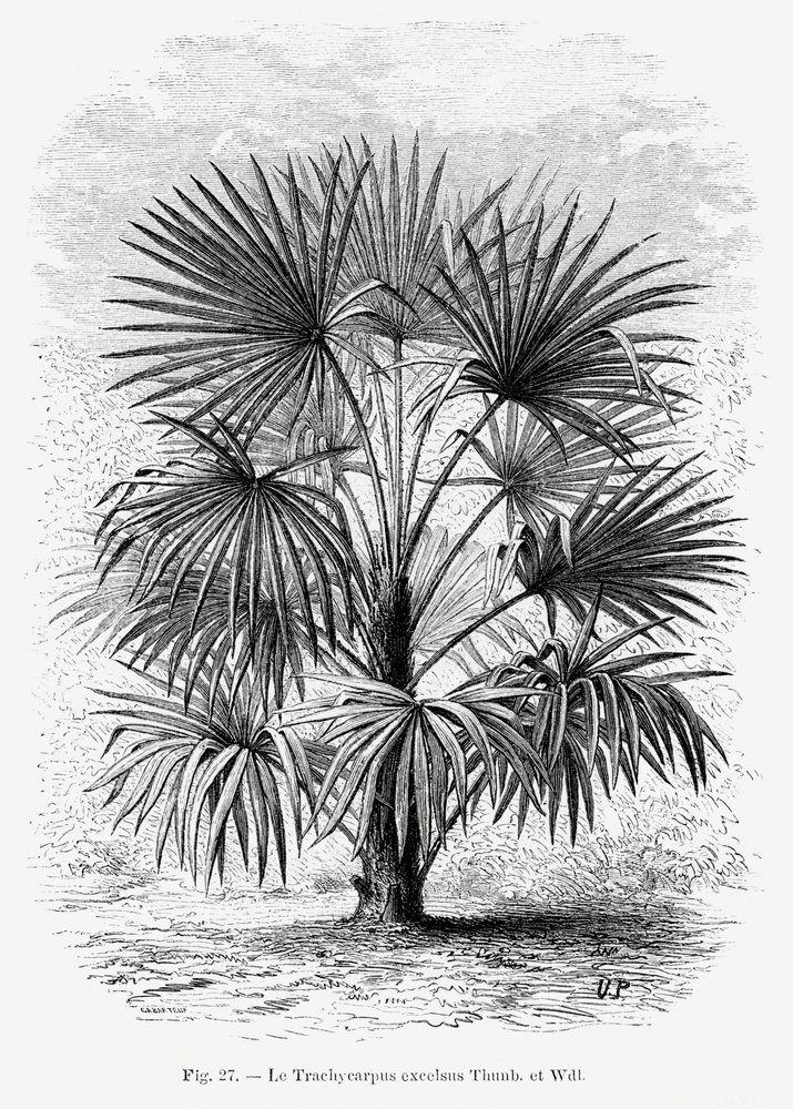  de Les Palmiers Histoire Iconographique
