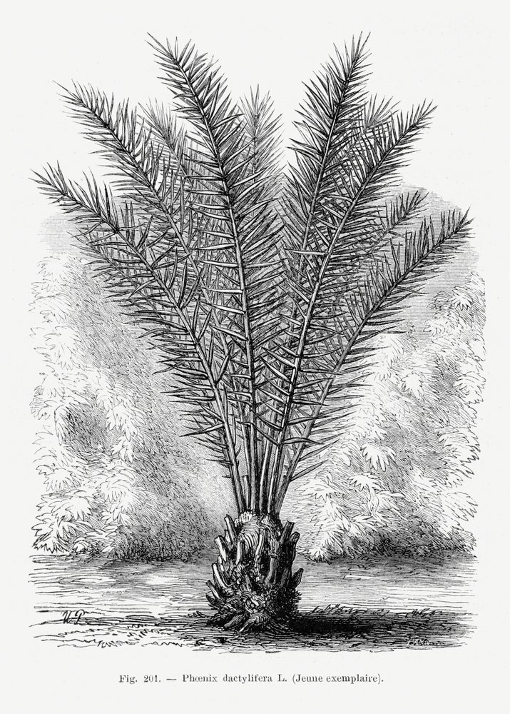  de Les Palmiers Histoire Iconographique