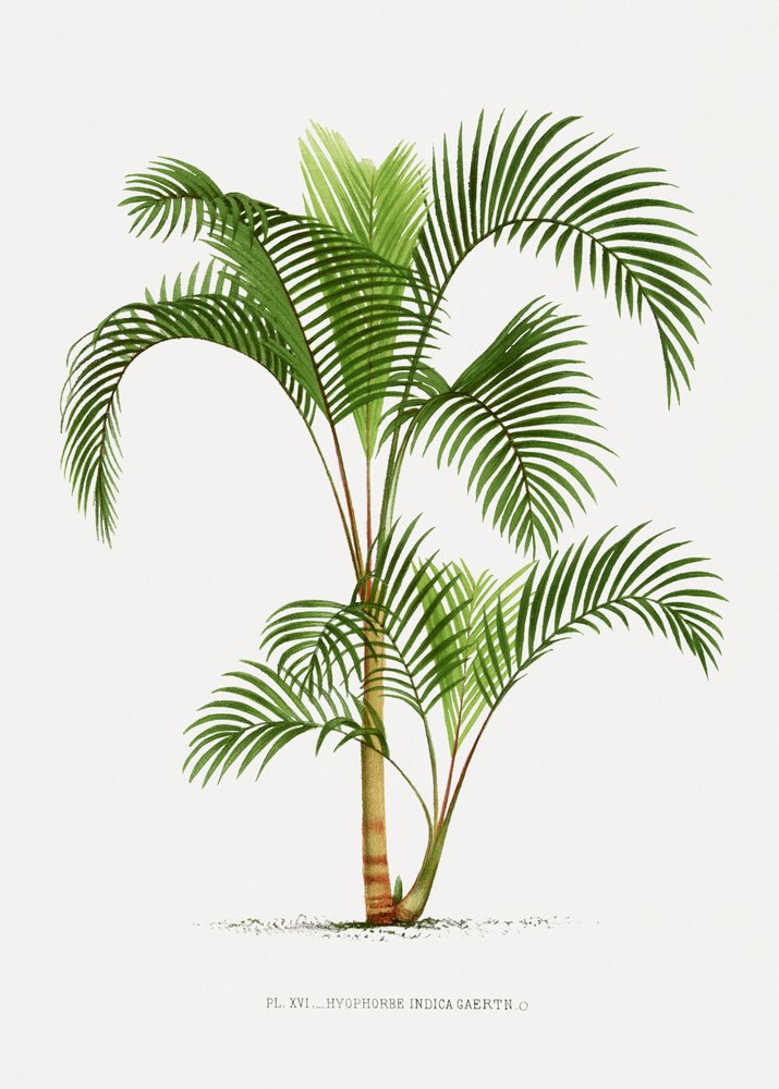  de Les Palmiers Histoire Iconographique