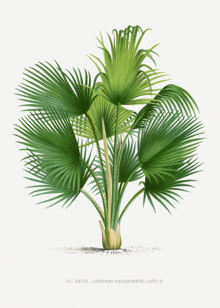  de Les Palmiers Histoire Iconographique