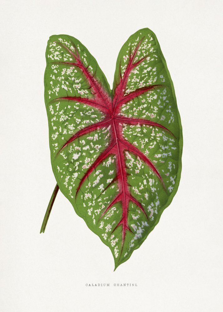  de Les Plantes a Feuillage Colore