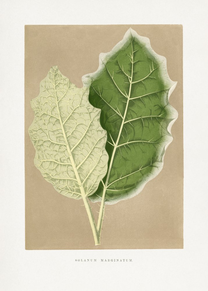  de Les Plantes a Feuillage Colore