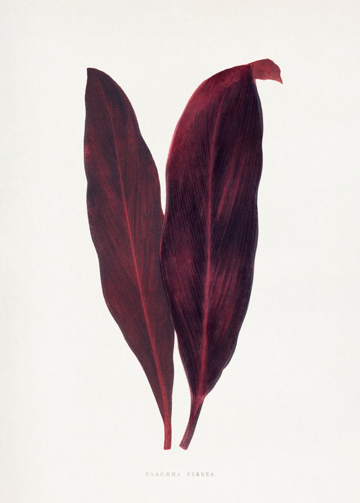  de Les Plantes a Feuillage Colore