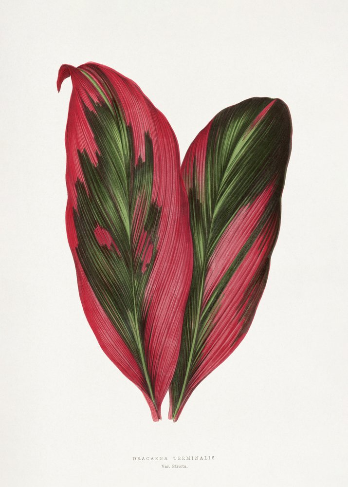  de Les Plantes a Feuillage Colore