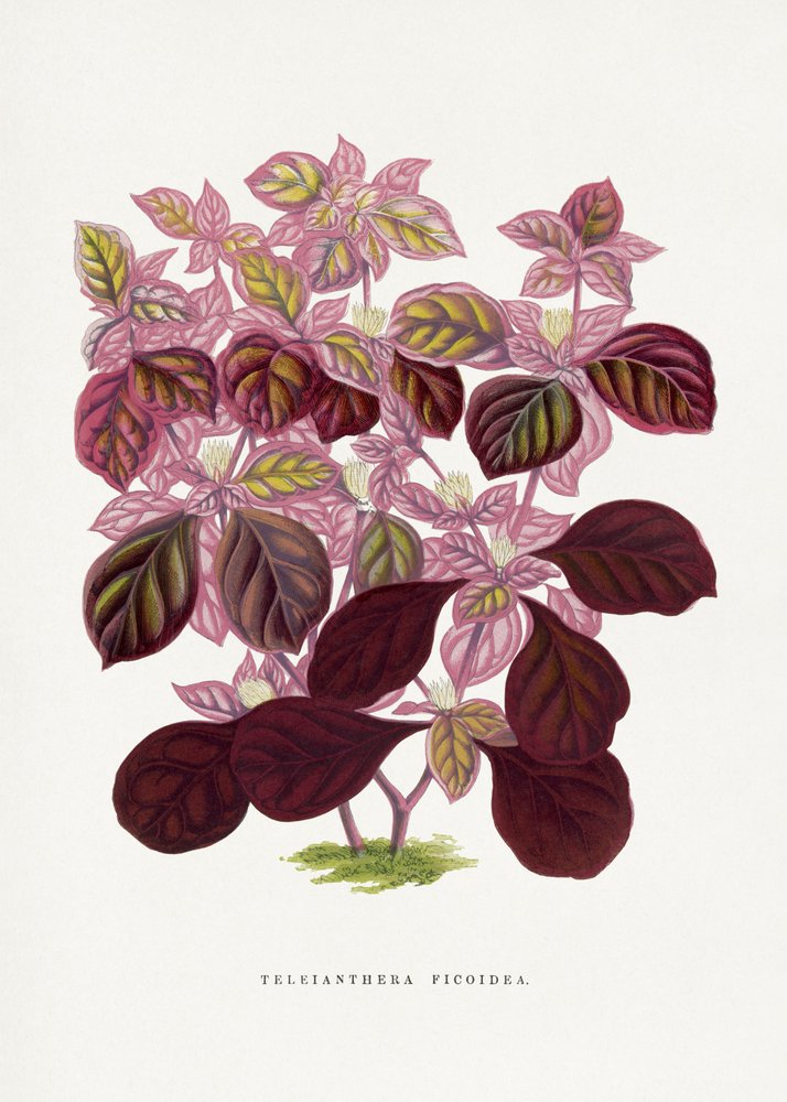  de Les Plantes a Feuillage Colore