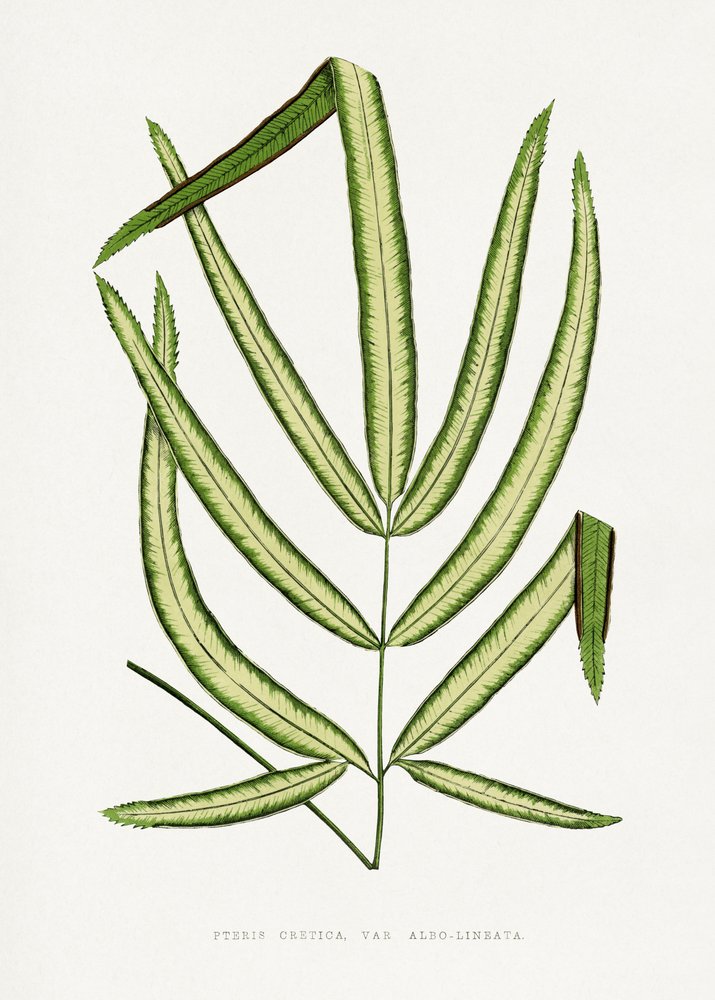  de Les Plantes a Feuillage Colore