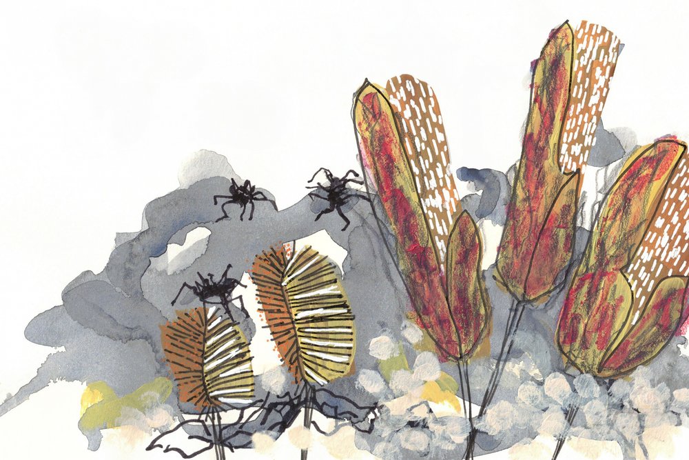Arañas del género Banksia de Lori Ann Folz