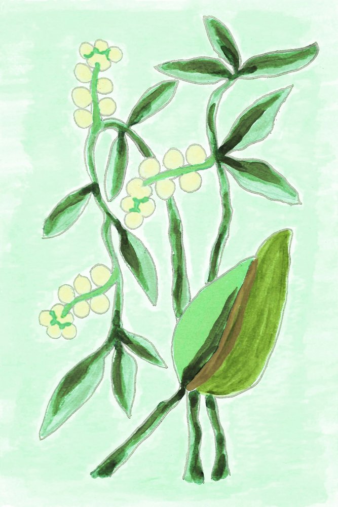 Vegetación botánica fresca de Lori Ann Folz