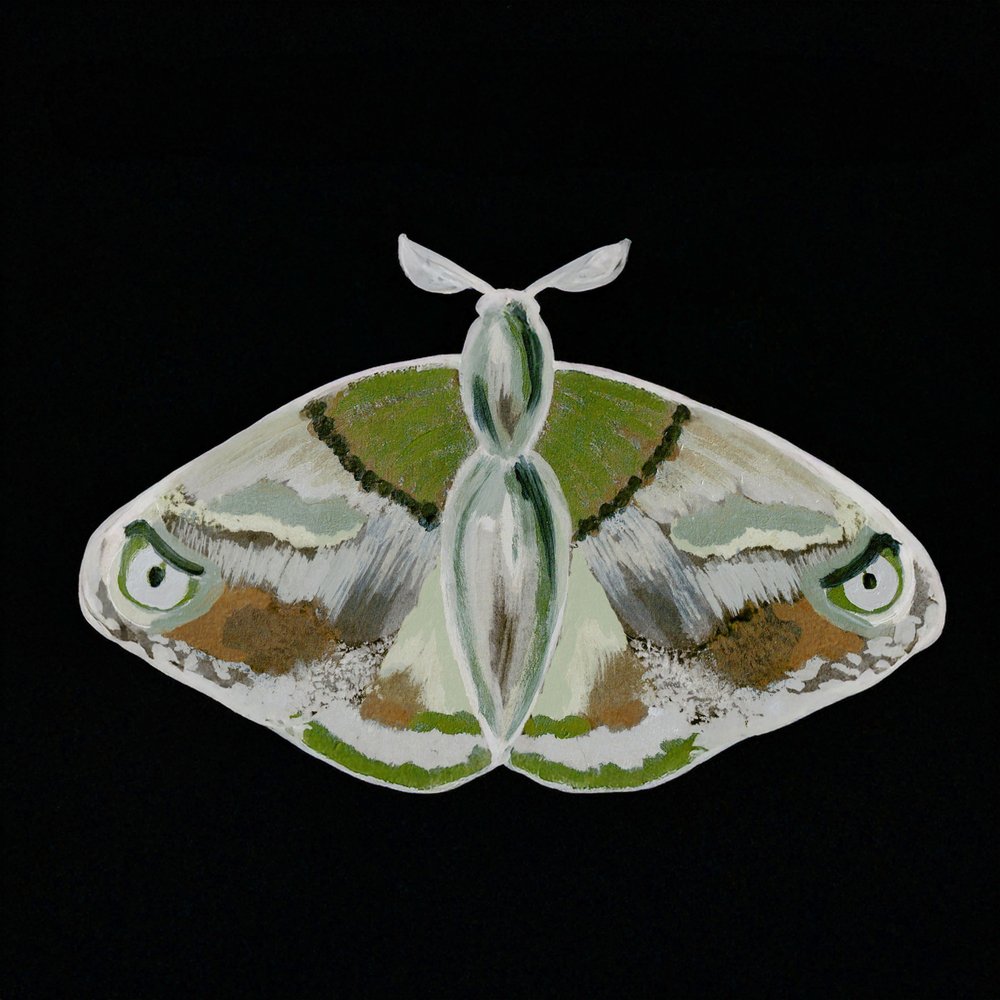 Una llamativa polilla verde de Lori Ann Folz