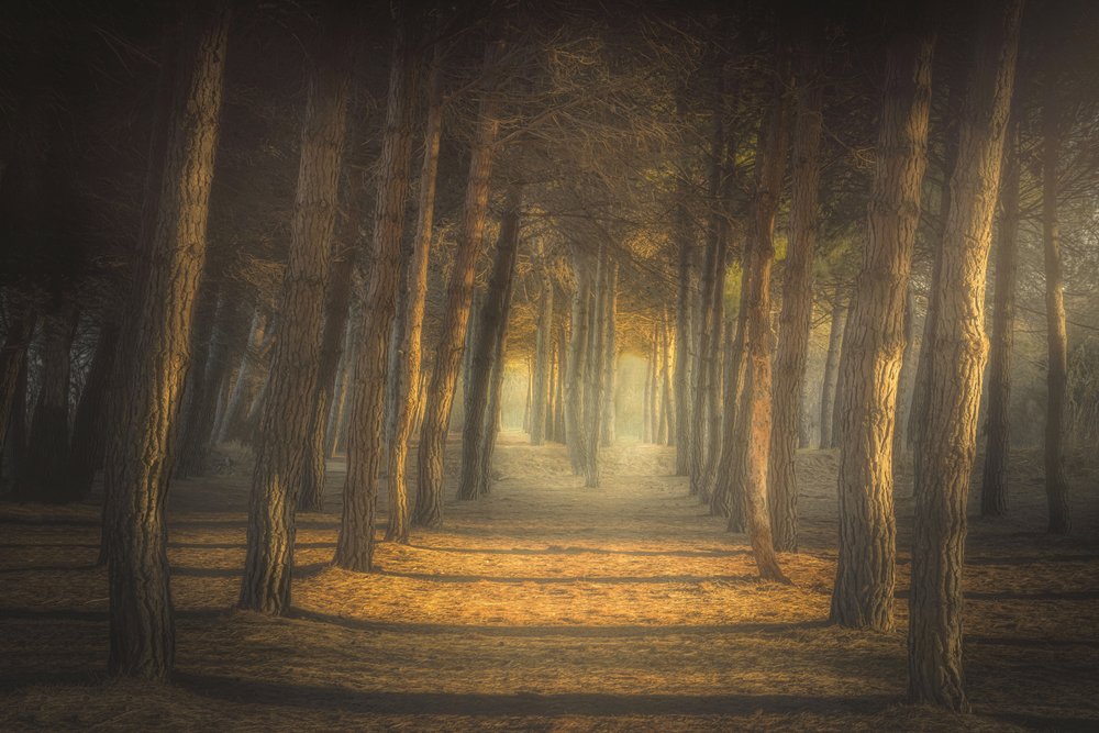 El sendero del bosque dorado de Ludovico Reale