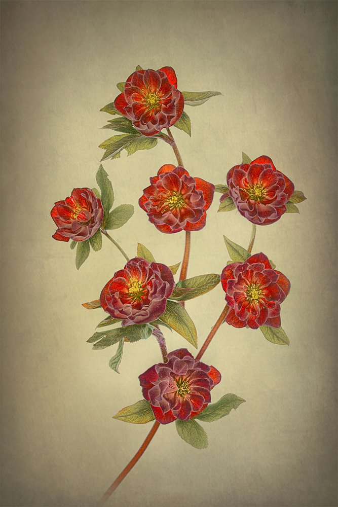 Helleboros «Double Queen» de Lydia Jacobs