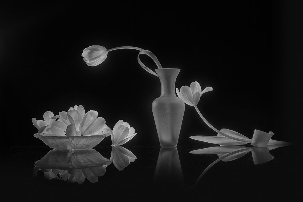 Elegantes tulipanes blancos y negros de Lydia Jacobs