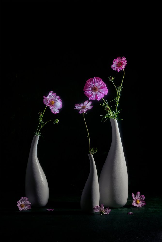 Elegante naturaleza muerta con cosmos de Lydia Jacobs