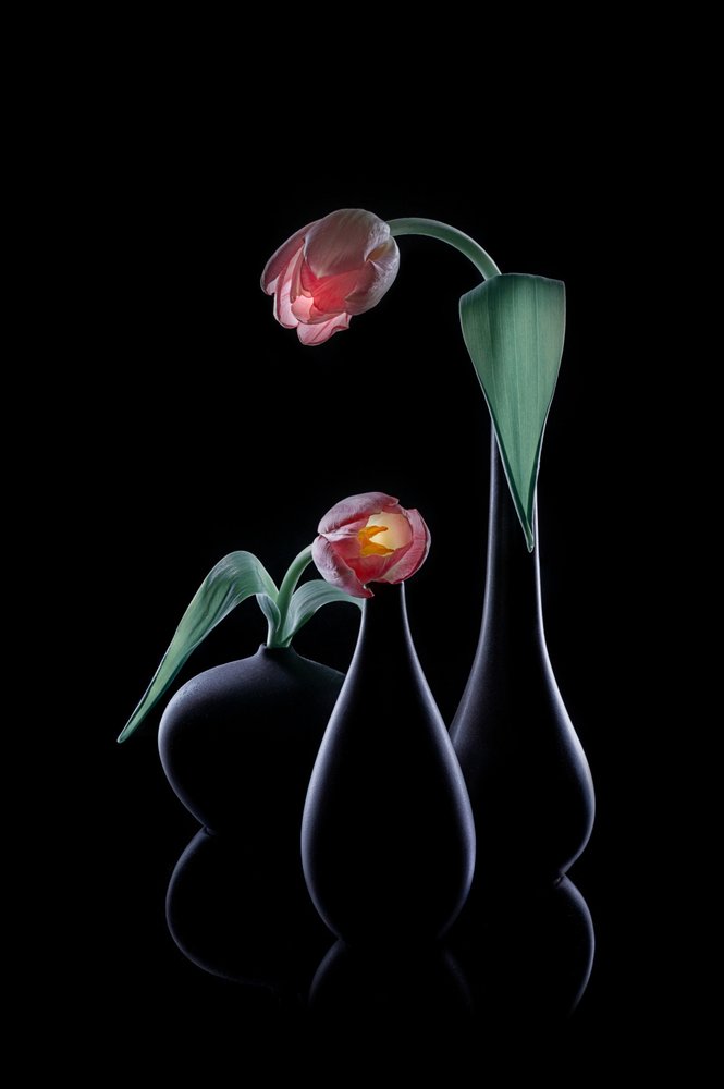 Tulipanes elegantes y resplandecientes de Lydia Jacobs