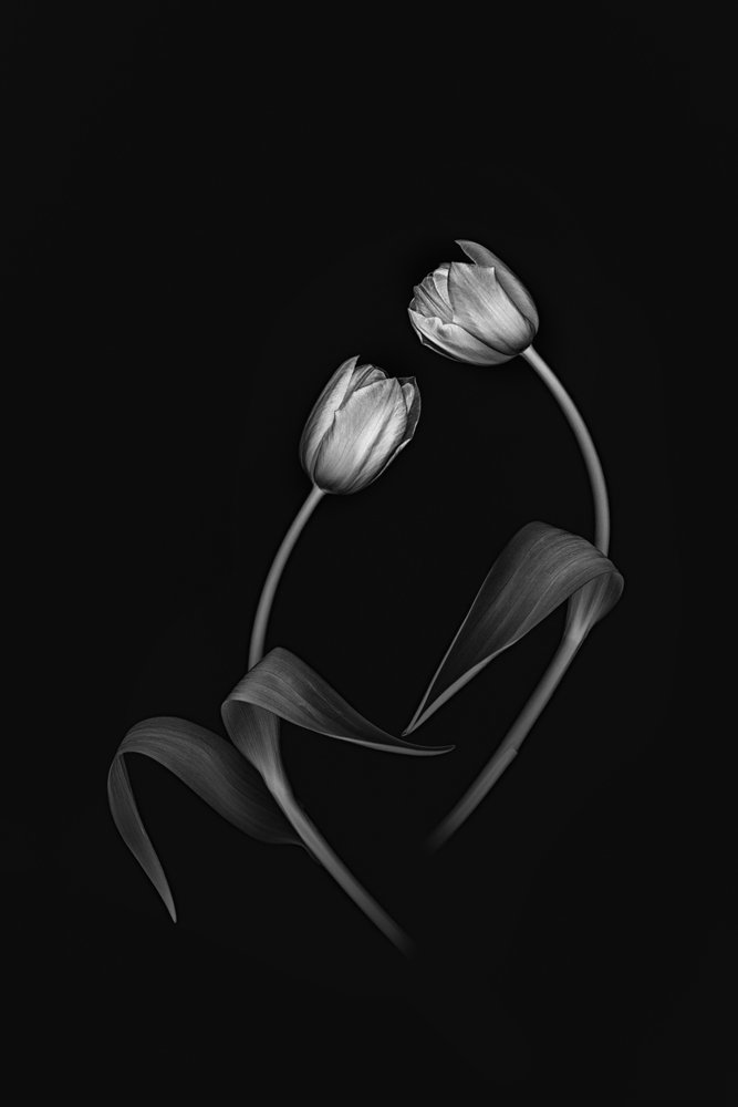 Elegante dúo de tulipanes de Lydia Jacobs