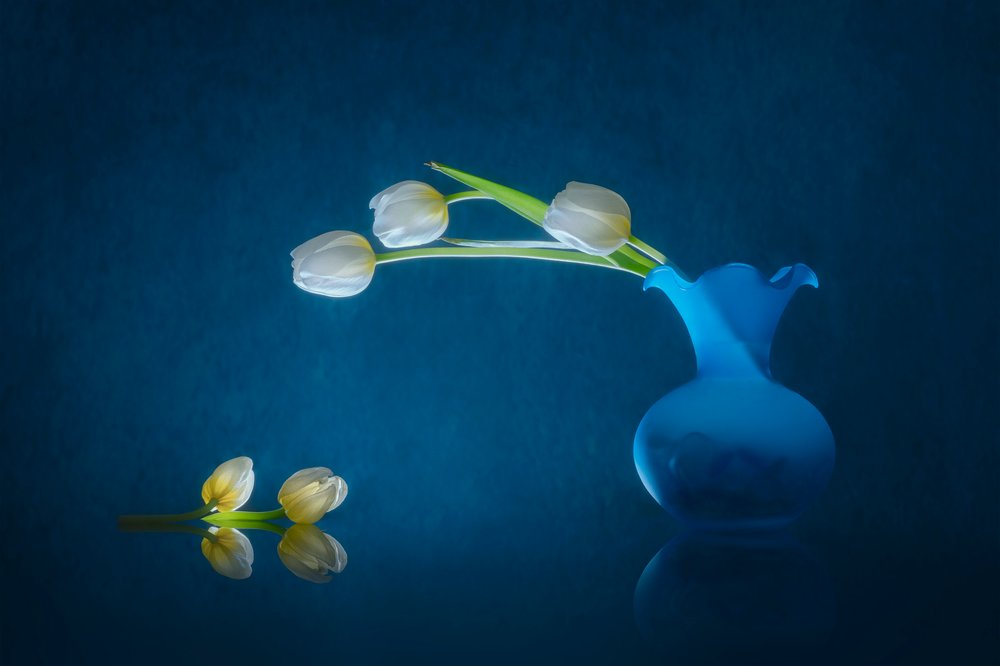 Elegantes tulipanes blancos de Lydia Jacobs