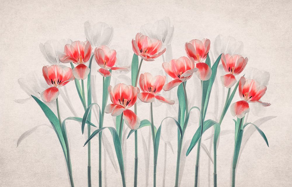 Tulipanes de color rosa etéreo de Lydia Jacobs