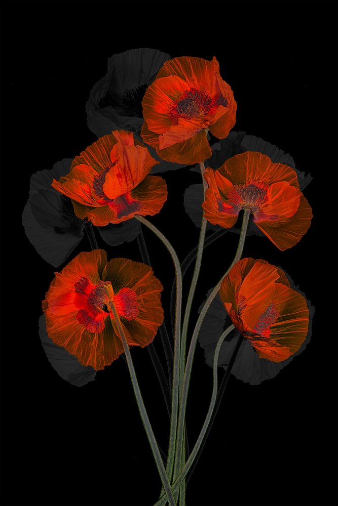 Amapolas rojas etéreas de Lydia Jacobs
