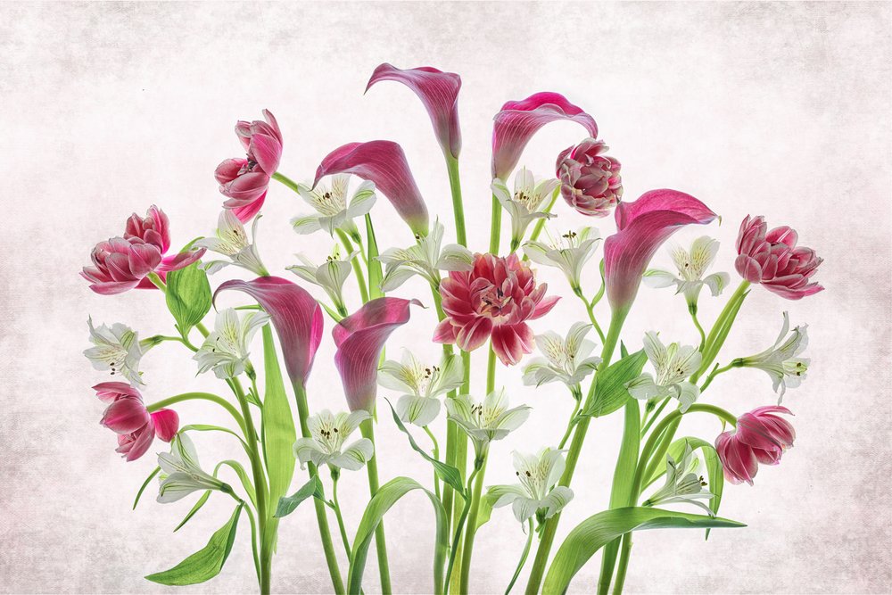 Flores frescas de color rosa y blanco de Lydia Jacobs