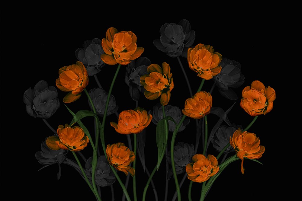 Tulipanes de color naranja brillante de Lydia Jacobs
