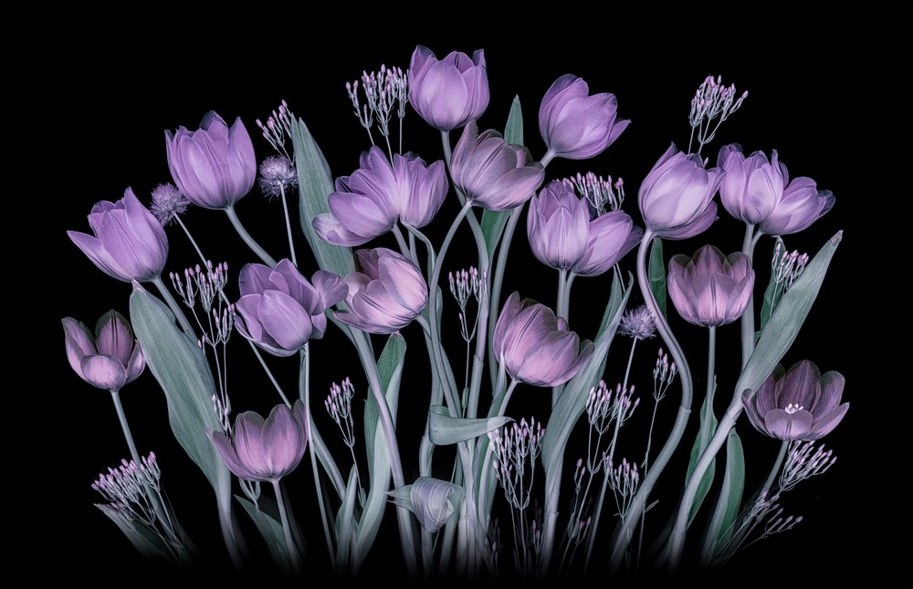Tulipanes morados resplandecientes de Lydia Jacobs