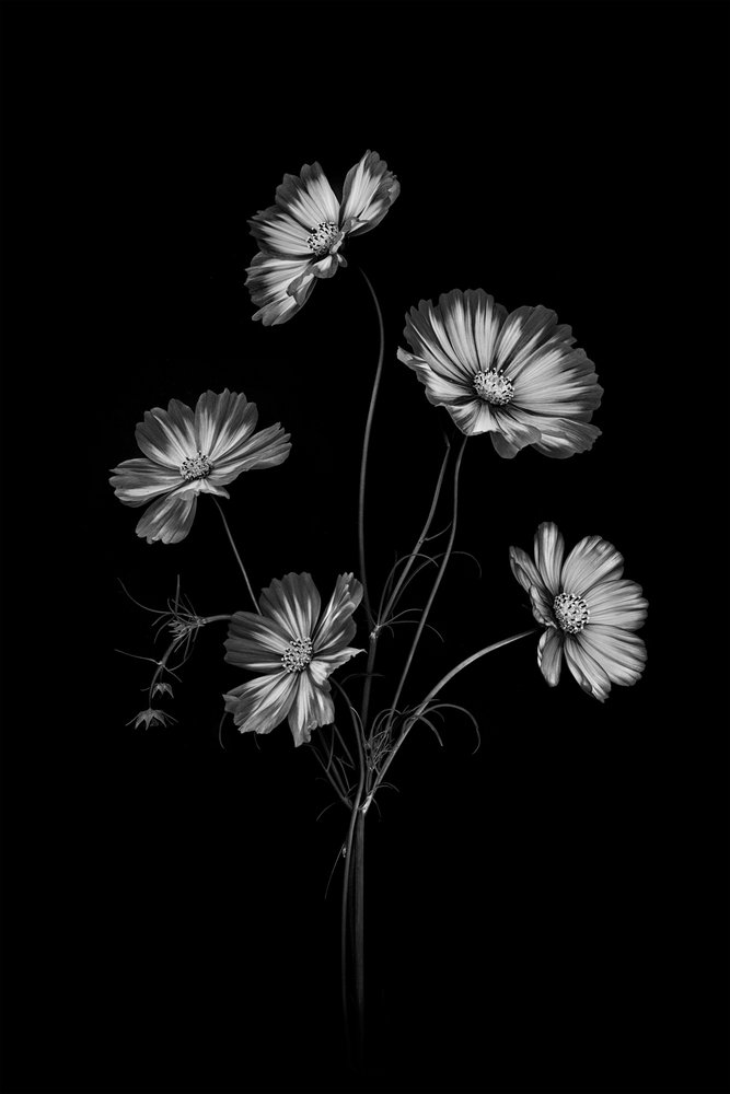 Flores del cosmos en blanco y negro de Lydia Jacobs