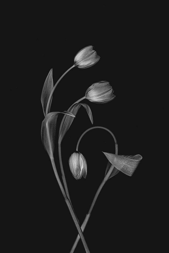 Tulipán Grace monocromo de Lydia Jacobs