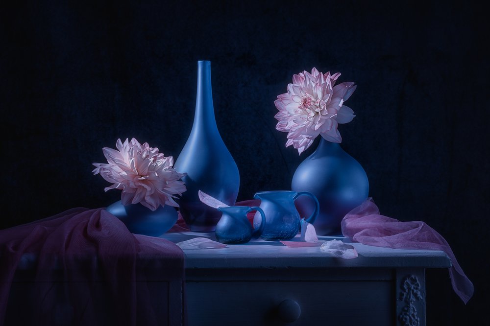 Dalias «Moody Blue» de Lydia Jacobs