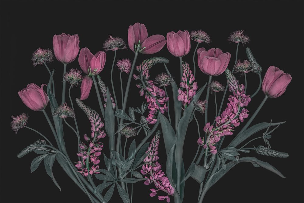 Flores rosas melancólicas de Lydia Jacobs
