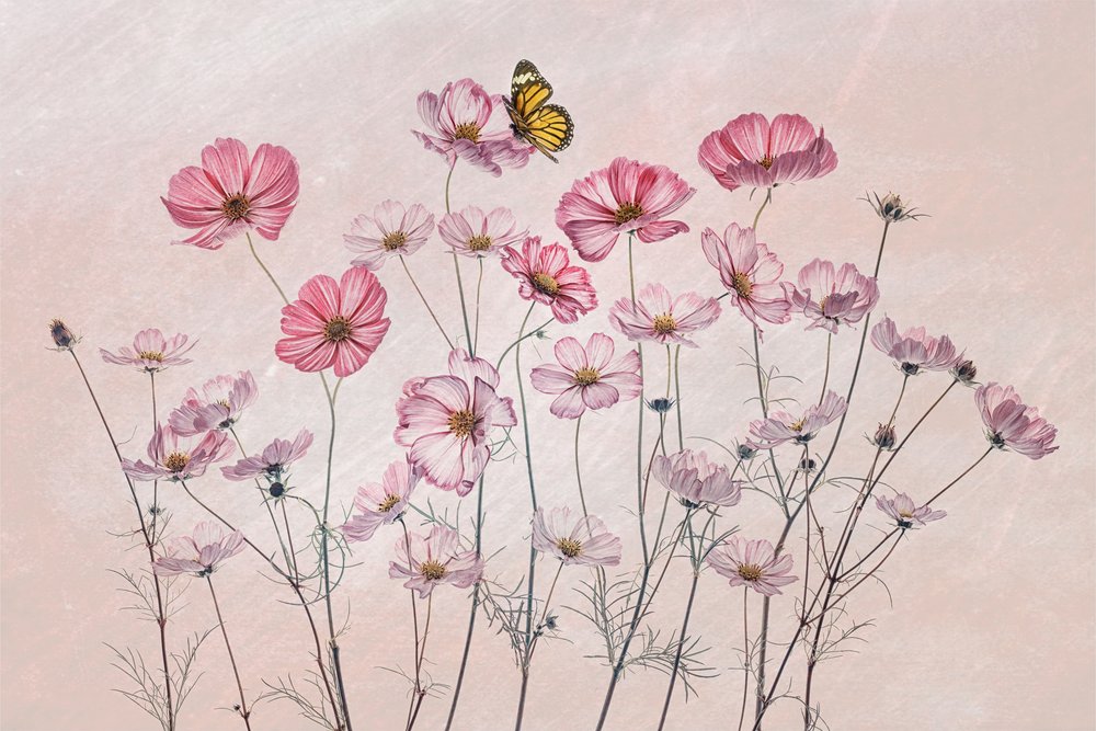 Mariposa Cosmos rosa de Lydia Jacobs