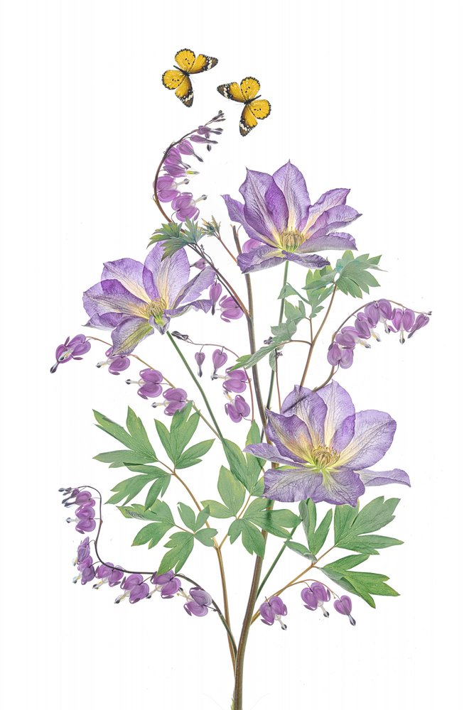 Flores moradas y mariposas de Lydia Jacobs